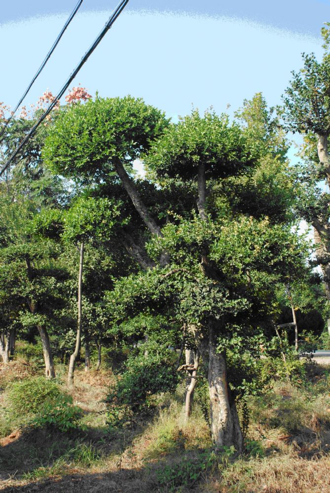 2正在培育的柞树:直径43cm,高4m