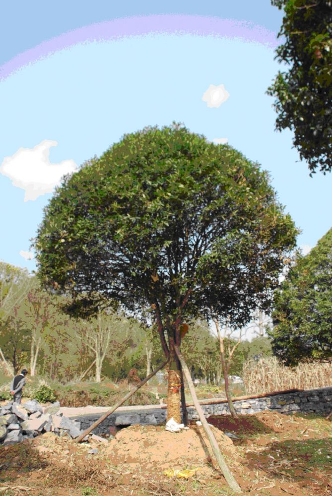 8桂花:蓬径4.5m,直径22cm,高6m