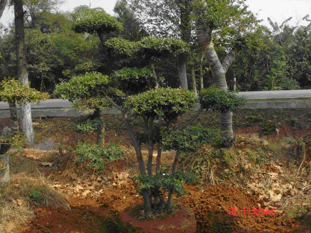 4正在挖运的枸骨:丛生