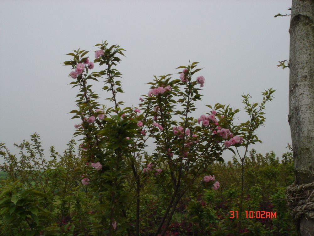 22早樱