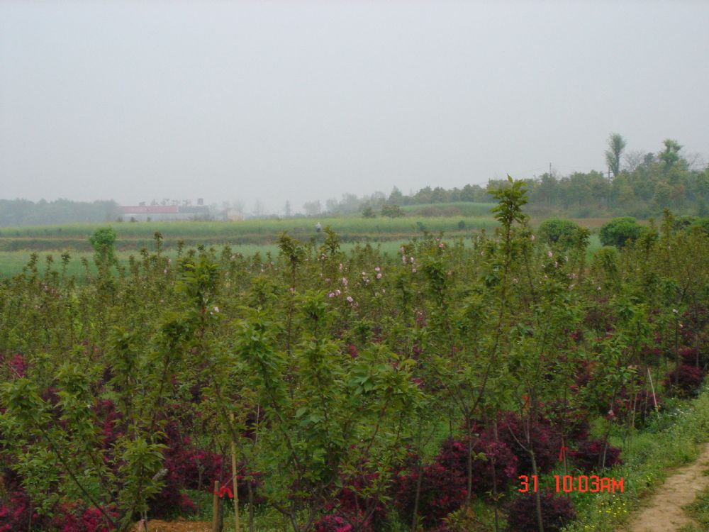 20樱花林