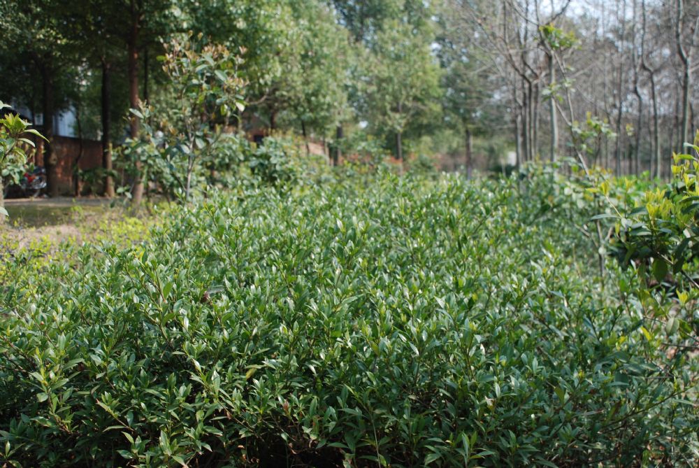 20小叶栀子花